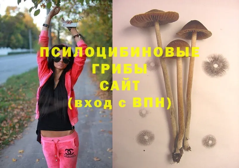 Псилоцибиновые грибы Psilocybine cubensis  Полтавская 